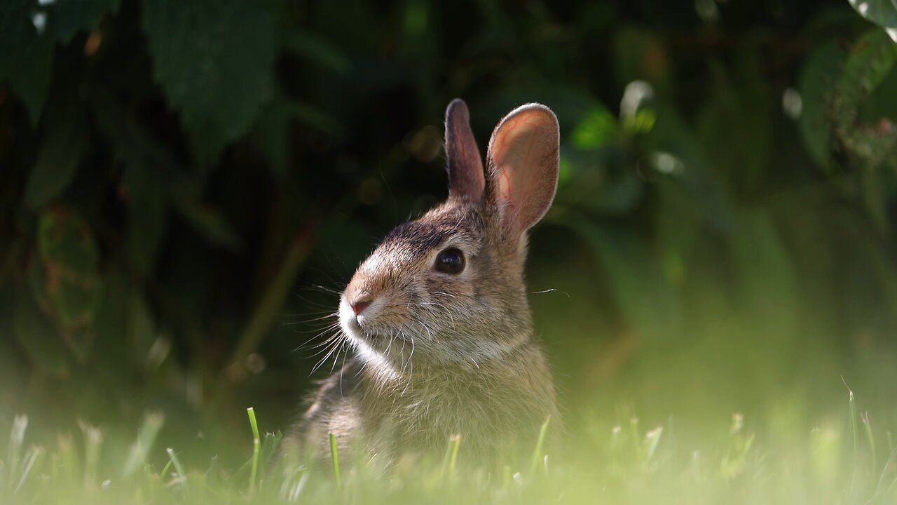 Rabbit Eating Chips