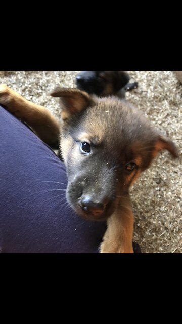 German shepherd’s puppies
