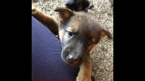 German shepherd’s puppies