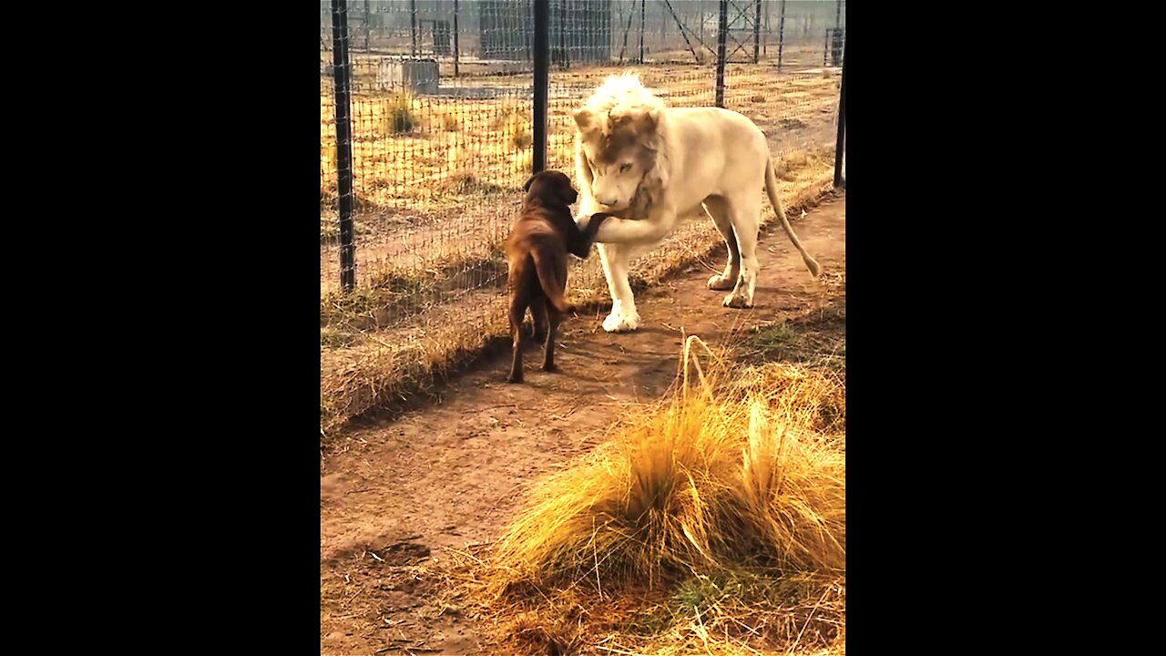 Lion handshake with black Dog For Forgiveness