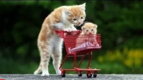 Cute Cats and Funny Dogs Videos Compilation 2021
