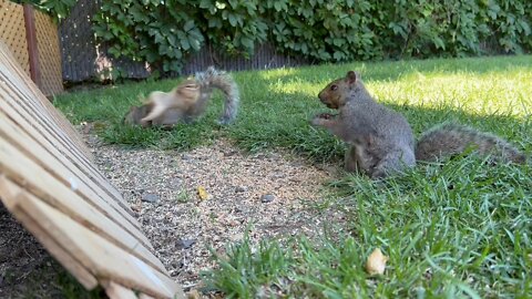 Startled Chipmunk