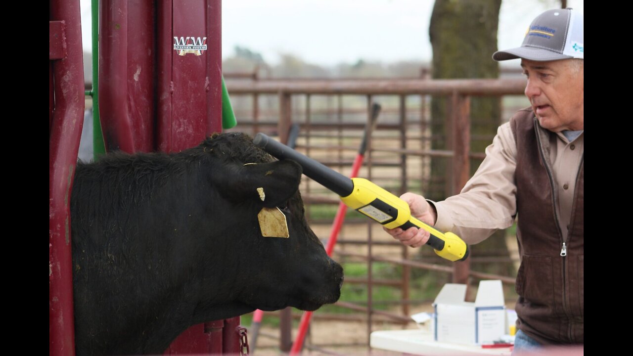 I’ve Been Blowing The Whistle On This For Months, The Electronic Ear Tag For Cattle Bill