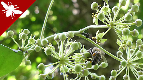Bees on Blooming Ivy - Autumn Flowers