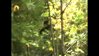 TWO BIGFOOT FILMED at BLUFF CREEK by M.k. DAVIS!