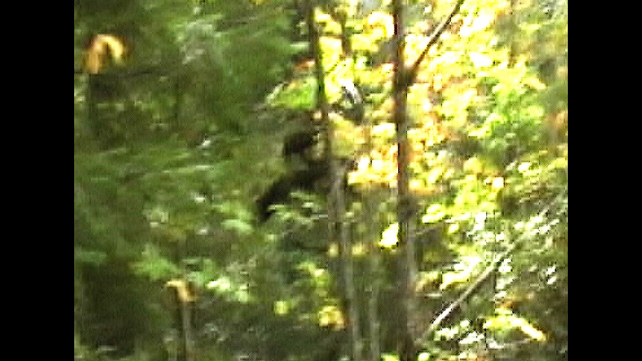 TWO BIGFOOT FILMED at BLUFF CREEK by M.k. DAVIS!