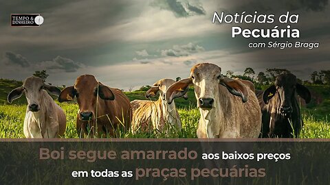 Boi segue amarrado aos baixos preços em todas as praças pecuárias.