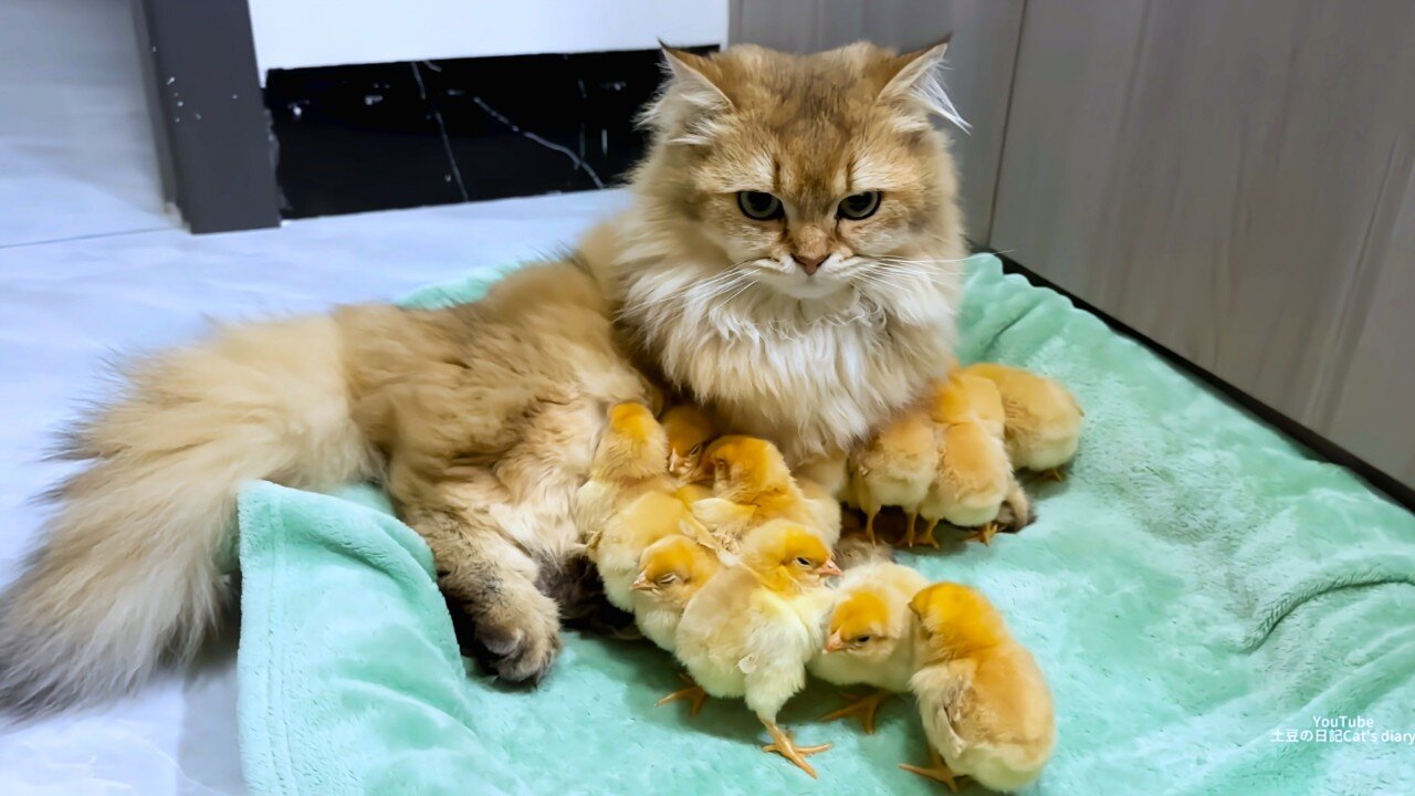 The hen suspects the kitten has stolen the chicks! The cat returned the chick to the hen.