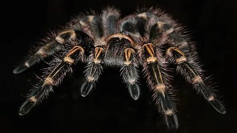 Tarantula building his house