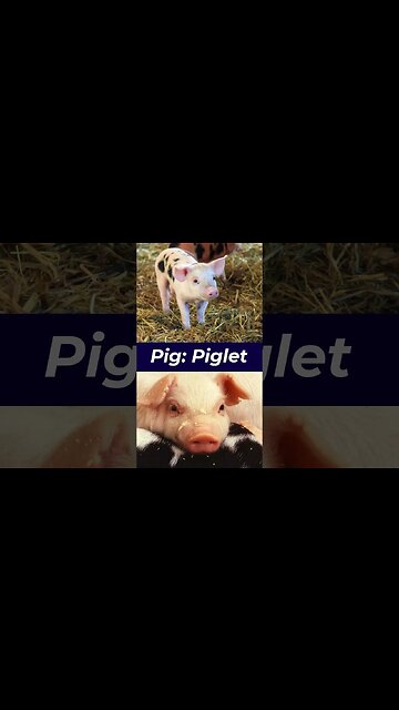 Baby Animal Names #baby #animals #babyanimals