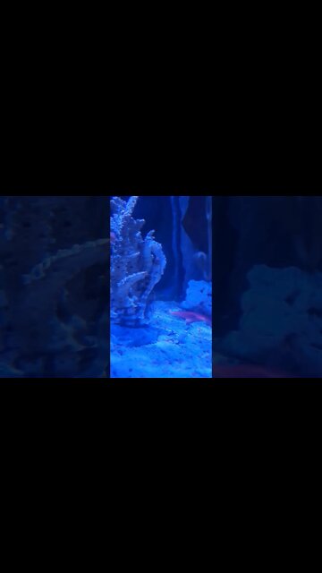 Seahorses at SEA LIFE Michigan Aquarium