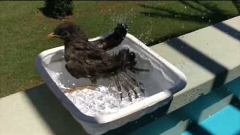 Uccellino fa il bagno in una mini-piscina