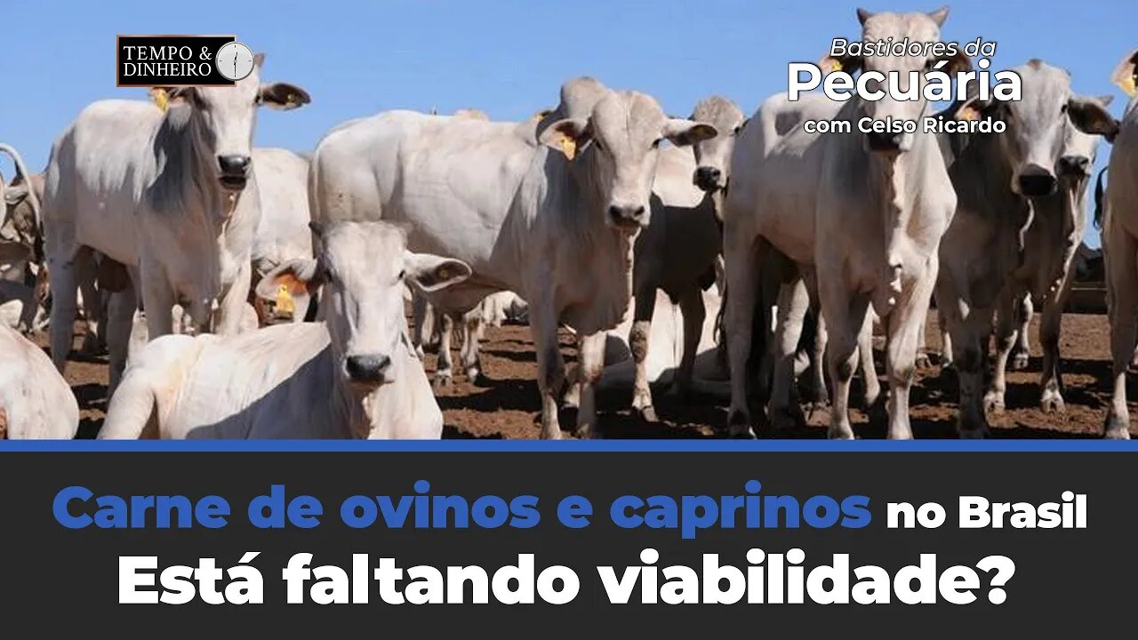 Carne de ovinos e caprinos no Brasil.Está faltando viabilidade? Celso Ricardo comenta