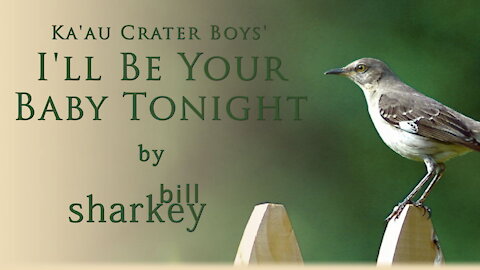 I'll Be Your Baby Tonight - Ka'au Crater Boys (cover-live by Bill Sharkey)
