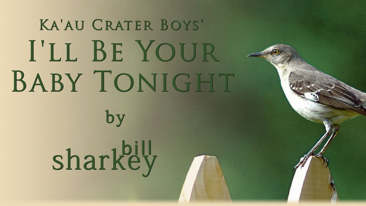 I'll Be Your Baby Tonight - Ka'au Crater Boys (cover-live by Bill Sharkey)