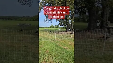 Happy 4th of July! #chicken #homestead #chickenfarm #farmlife #farm #shorts #video