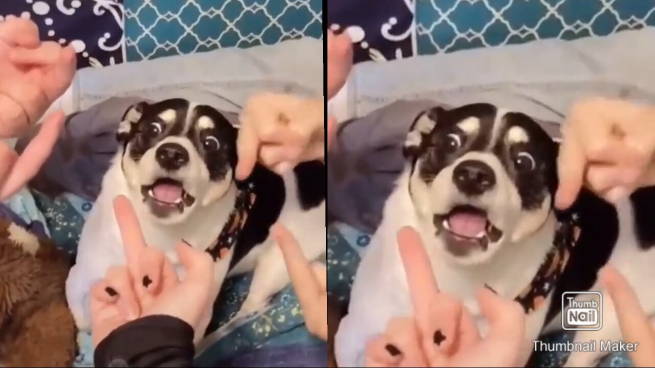 See how the dog is playing with people