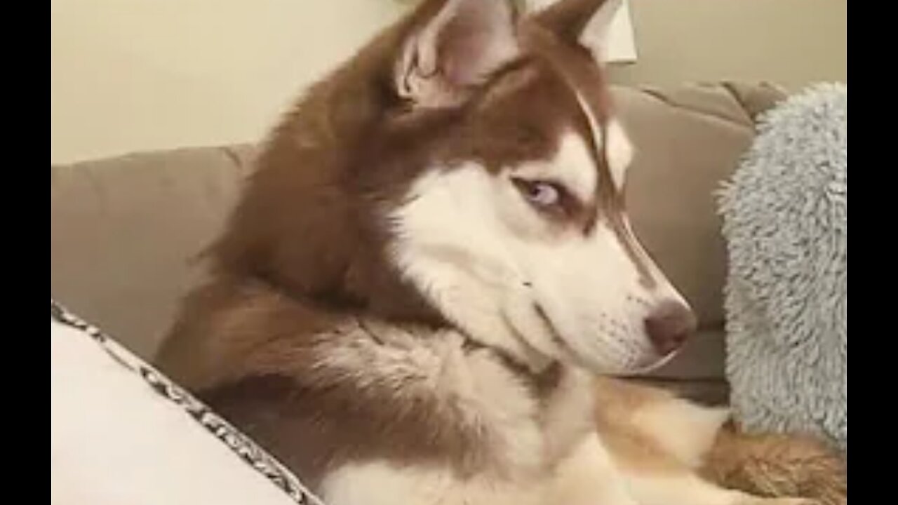 Get a Husky they said, It will be fun🤣