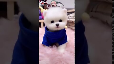 New sweet dogs tiktok videos 2020 Petyyyyyy pakistani tik tok videos