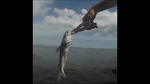 catfish in tampa