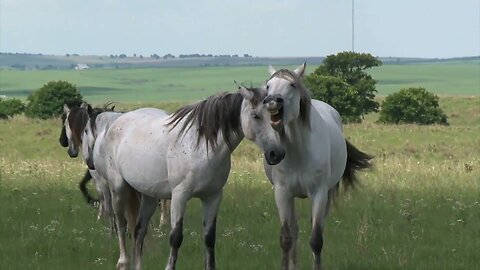 Animals Video Footage - Wildlife Animals 4k 60fps (ultra hd)