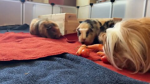 My Guinea pigs munching some tomatoes and carrots 🥕