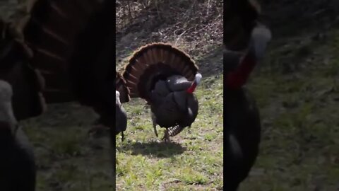 What A Shot! Ready for Some Turkey Hunting!