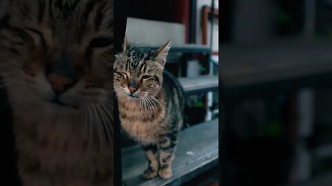 Lovely Cat 😀 #shorts #viral #pakistan #indian