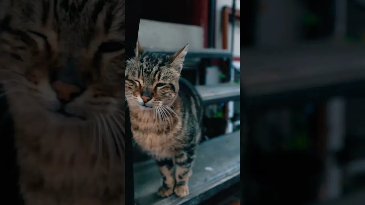 Lovely Cat 😀 #shorts #viral #pakistan #indian