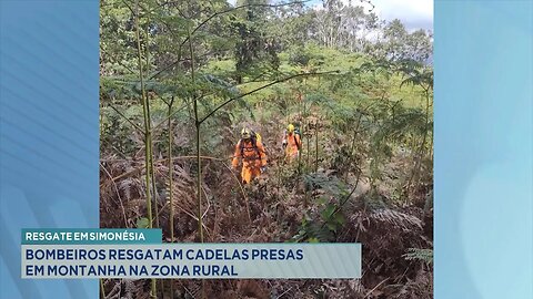 Resgate em Simonésia: Bombeiros Resgatam Cadelas Presas em Montanha na Zona Rural.