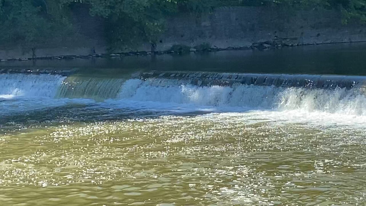 2021 Salmon run Humber River 50