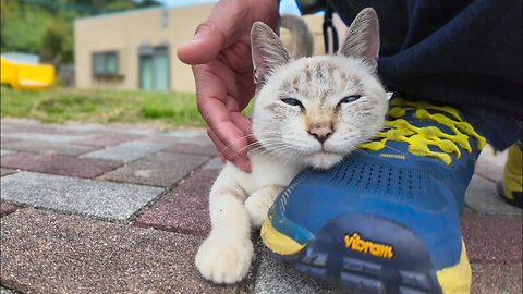 A cute kitten in a park on Cat Island rubs up against my feet