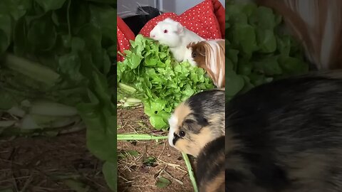 Guinea pigs midday break