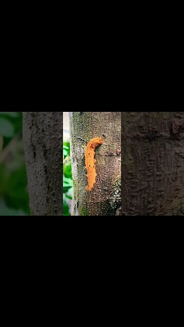 Caterpillars of the Amazon Rainforest