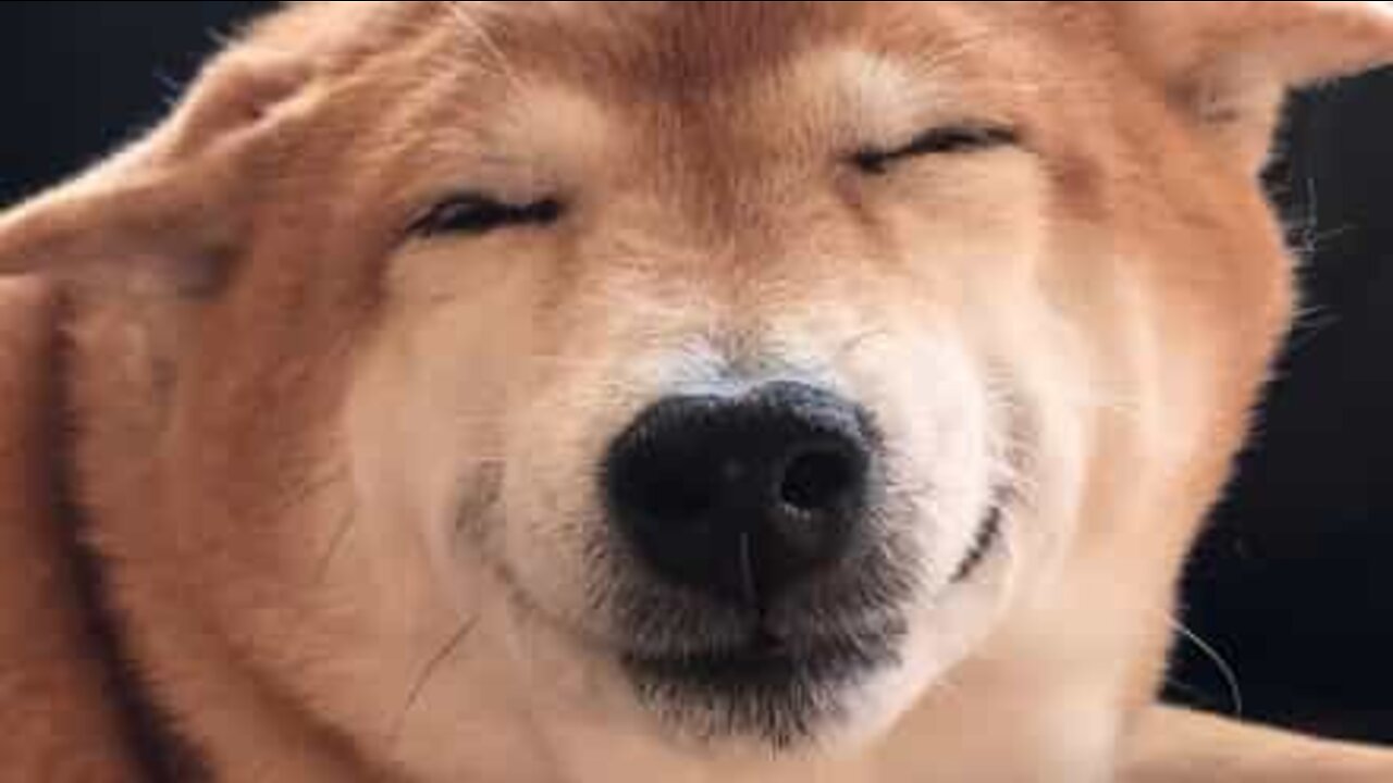 This dog's smile will melt your heart