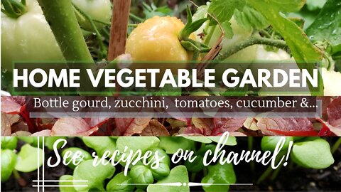 Summer Vegetable Garden | Easy Container Gardening & Compost in Place