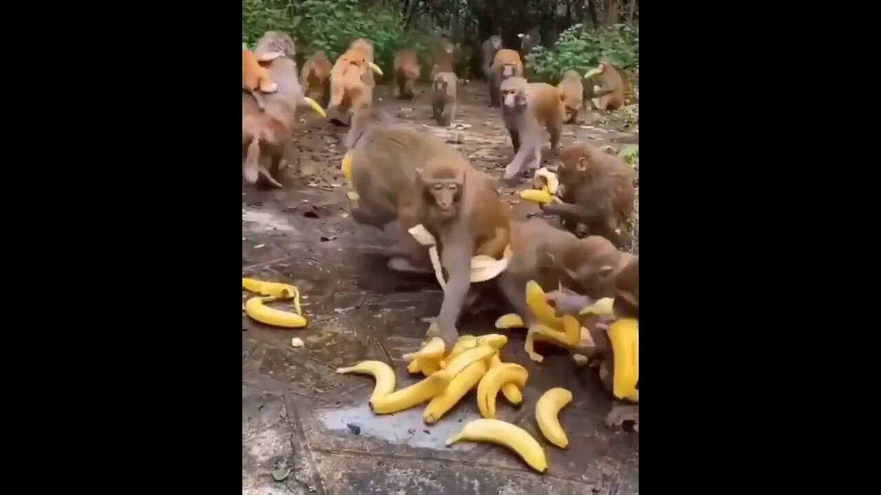 Monkeys and a pile of bananas