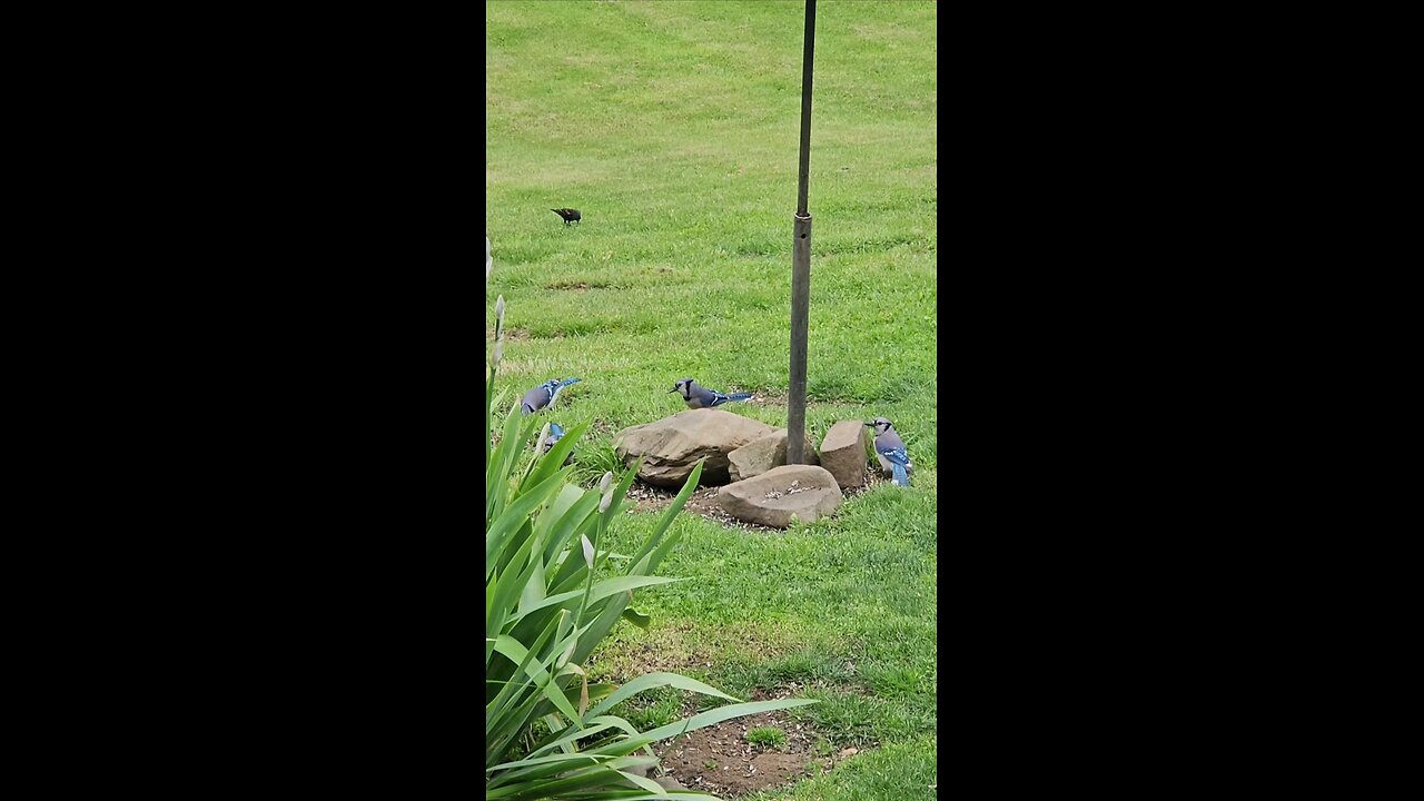 A Bevy Of Bluejays