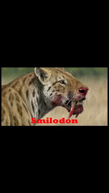 Smilodon Dente-de-Sabre