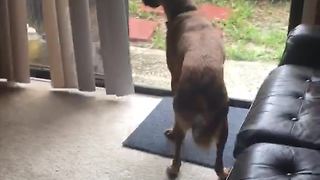 Overly Excited Dog Chases Cat Through A Closed Window