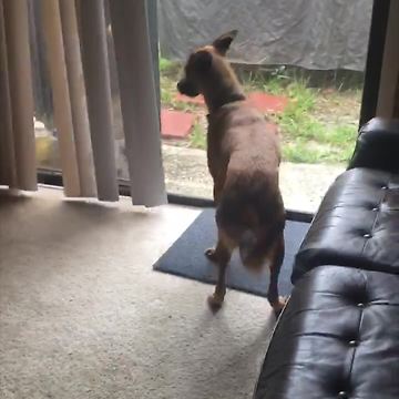 Overly Excited Dog Chases Cat Through A Closed Window
