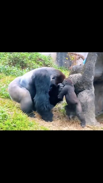 When Apes 🦍 Kids Start To Monkey 🐒 Around 💥