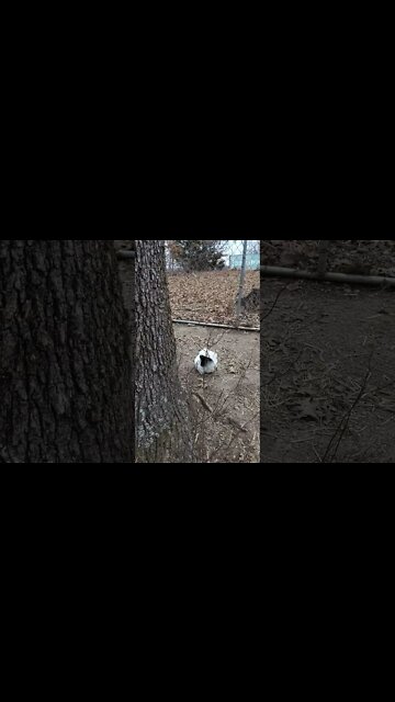 Fancy Girl - Smallest of the hens