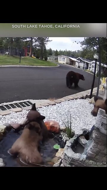 MOTHER BEAR WITH CUBS🏘️🐻⛲️🐻🐻🐻VISITS SOUTH LAKE TAHOE HOME🏡⛲️💦🐻💫