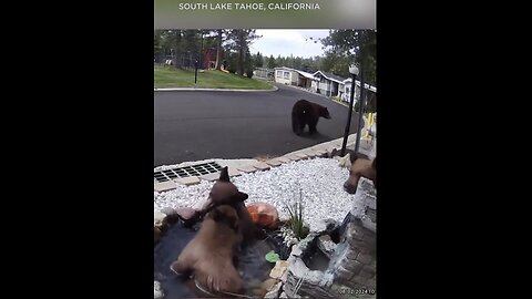 MOTHER BEAR WITH CUBS🏘️🐻⛲️🐻🐻🐻VISITS SOUTH LAKE TAHOE HOME🏡⛲️💦🐻💫