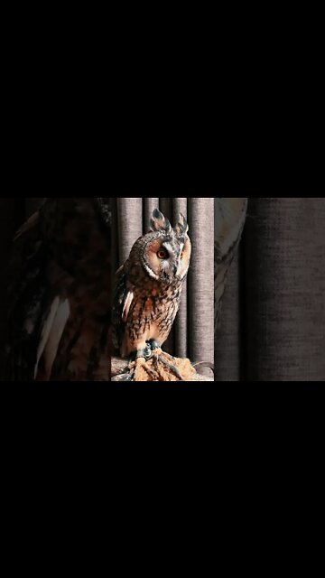 #Shorts #Owls #Peace #Love #Care #Birds