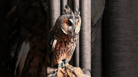#Shorts #Owls #Peace #Love #Care #Birds