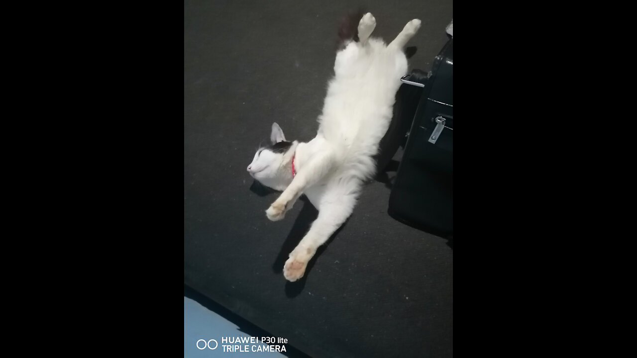 My cat kitty..