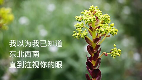 我以为 [大火诗选] (I Thought, A Dahuo Poem), Beautiful Photos with Ambient Relaxing Music.