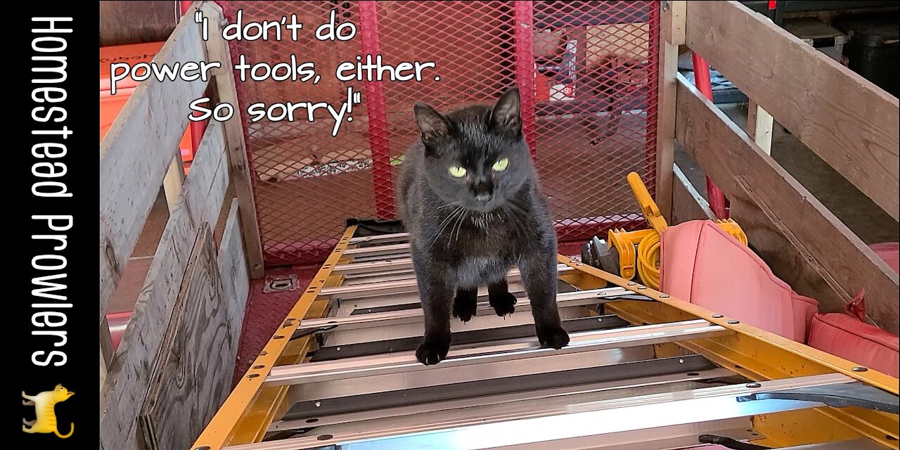 Zoe Cat Doesn't Do Construction